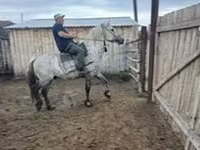 Кобыла, Лошади — фото 8