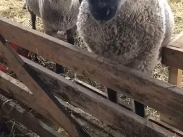 母羊, Blackheaded Persian sheep — 俄罗斯
