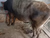 母牛, Cattle — 照片 1
