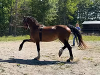 母马, Dutch warmblood horse — 照片 3