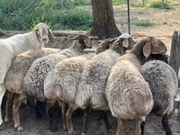 母羊, Sheep — 照片 1
