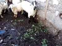 母山羊, Goats — 照片 2