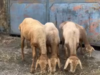 Oveja, Arashan sheep — foto 3