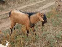 Cabro, Cabras — foto 2