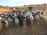 Oveja, Ovejas — foto 2