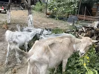 Ziege, Ziegen — Foto 4