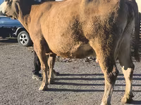 母牛, Simmental cattle — 照片 7