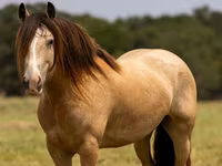 घोड़ा, Gypsy horse — फ़ोटो 2