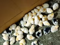 एडलर सिल्वर — फ़ोटो 6