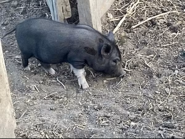 公猪, Вьетнамская вислобрюхая