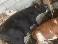 公牛, Simmental cattle — 照片 5