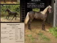 母马, Rocky Mountain Horse — 照片 1