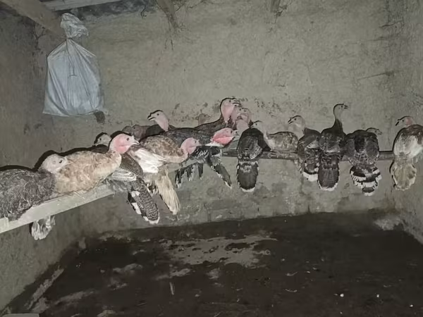 Turkeys