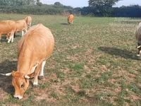 母牛, Aubrac cattle — 照片 3
