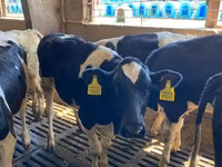 公牛, Russian Black pied cattle — 照片 5