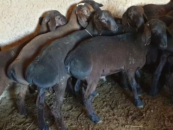 公羊, Sheep — 哈萨克斯坦