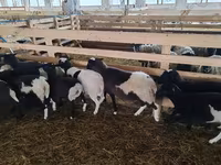 公羊, Baerchuke sheep — 照片 4