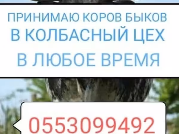 Skot