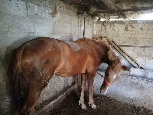 母马, Swedish warmblood horse — 吉尔吉斯斯坦