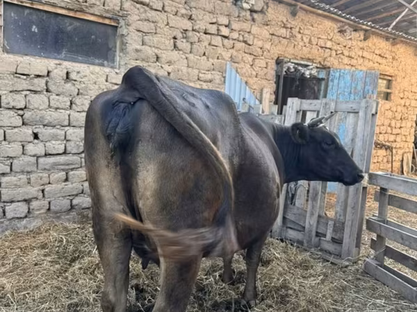 Vaca, Swiss cattle