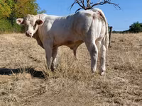 公牛, Charolais cattle — 照片 8
