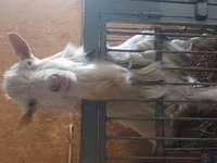 母山羊, Goats — 照片 4