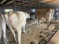 母牛, Cattle — 照片 1