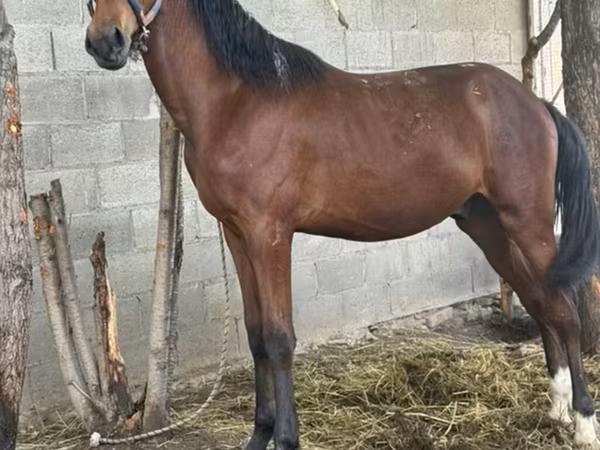 Hengst, Pferde