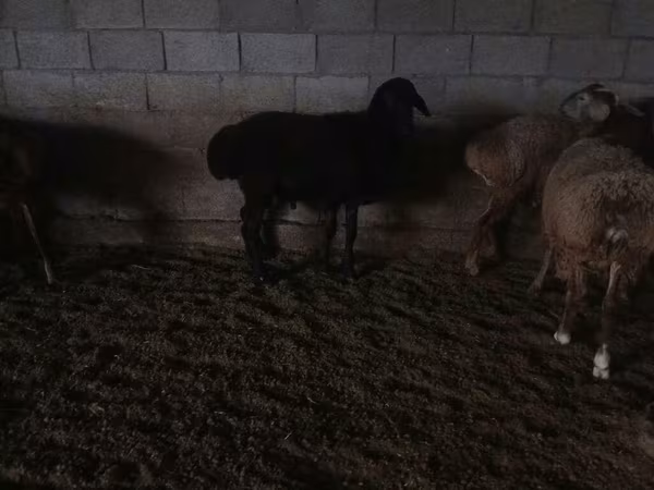 كبش, الأغنام — قيرغيزستان
