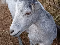 Ziege, Saanen goat — Foto 5