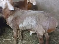 मेढ़ा, Arashan sheep — फ़ोटो 2
