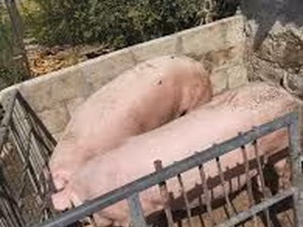 公猪, Pigs