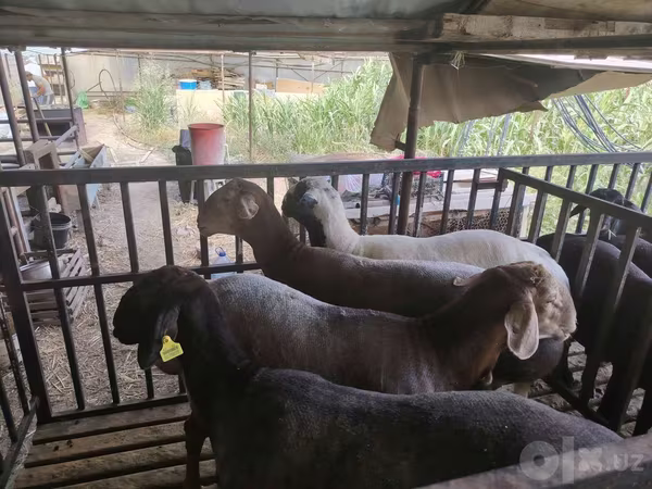 公羊, Sheep
