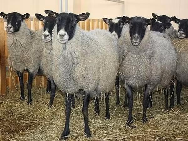 公羊, Baerchuke sheep — 吉尔吉斯斯坦