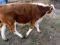 Toro, Swiss cattle — foto 7