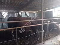 公牛, Cattle — 照片 1