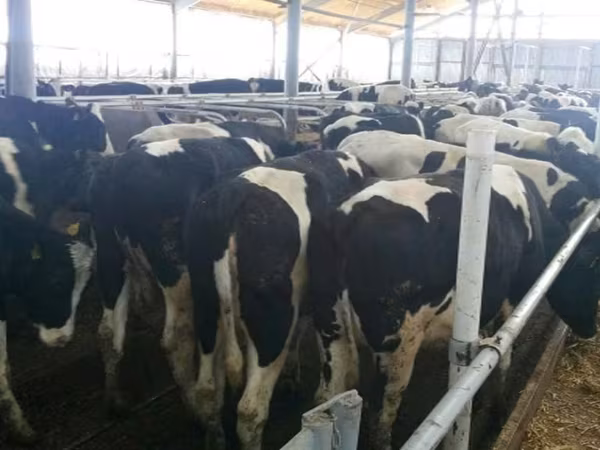 母牛, Russian Black pied cattle — 俄罗斯