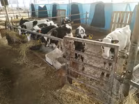 Bull, Cattle — photo 3