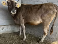 Cow, Swiss cattle — photo 1