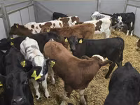 公牛, Cattle — 照片 5