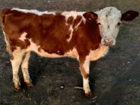 Toro, Swiss cattle — foto 5