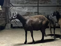 母羊, Hissar sheep — 照片 3
