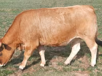 母牛, Aubrac cattle — 照片 4