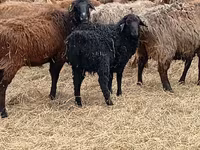 Widder, Romanov sheep — Foto 8