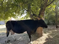 母牛, Holstein breed — 照片 4