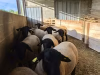 公羊, White Suffolk sheep — 照片 1