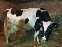 Kuh, Holstein-Rasse — Foto 1