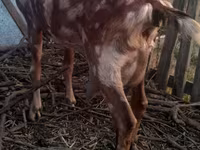 बकरा, Nubian Goat — फ़ोटो 5