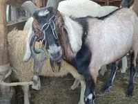 公羊, Lacaune sheep — 照片 3