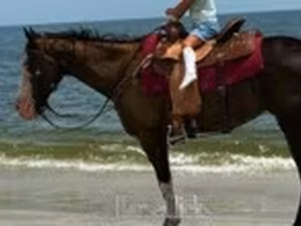 母马, American paint horse